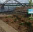 Рыбинские клумбы участвуют в конкурсе - Rybinsk-Portal.Ru