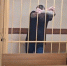 Грабителя задержали под Рыбинском - Рыбинские Известия